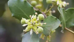 Flor y hojas del quillay chileno