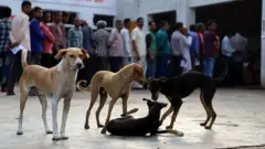 کتے
