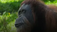 Inji, orang utan