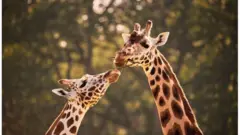Les girafes sont les mammifères les plus grands du monde