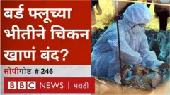 बर्ड फ्लू किती धोकादायक आहे? नेमका कोणाला आणि कसा होतो आणि आता अंडी किंवा चिकन खाणं बंद करायचं का?