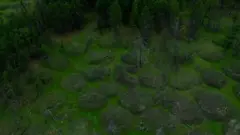 лес в Якутии