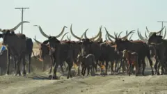 Nyuma ya petroli Chad ibona amadevise ivanye ku matungo