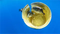 ప్లాస్టిక్ వ్యర్ధాలు