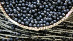 Frutos de asaí