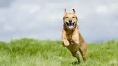 A dog looks thrilled