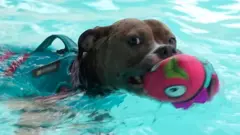 puppy with deformed legs