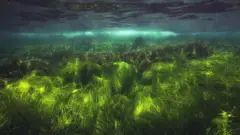 pasto marino