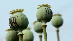 تریاک مسبب سرطان مثانه، حنجره و ریه