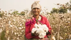 प्रातिनिधिक फोटो, कापूस