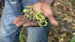Fresh pepper corn