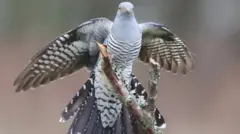 حلق الطائر من زامبيا إلى منغوليا