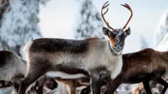Reindeer in Sweden