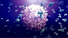 koronavirus