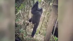 Spinning ape