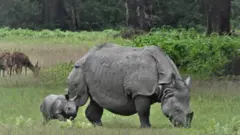 गैँडा