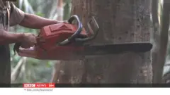 သစ်တောပြုန်းတီးမှုတွေ ရှိနေတဲ့ ဘရာဇီးက အမေဇုံ သစ်တော