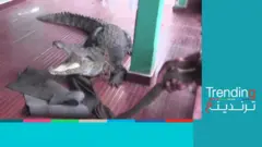 تمساح كبير يفاجئ عائلة سريلانكية في بيتها