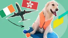 ਪਾਲਤੂ ਜਾਨਵਰ