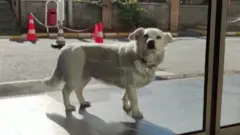 كلبة بيضاء تنظر من خارج باب زجاجي