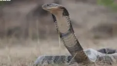 કોબ્રા