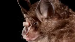 Bat