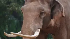 யானை