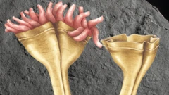 Auroralumina attenboroughii