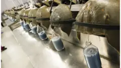 Horseshoe crabs
