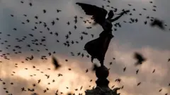 Burung terbang