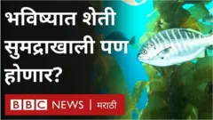 सागरी शेवाळ