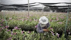 ภาพคนงานในสวนกล้วยไม้ที่ จ.ราชบุรี