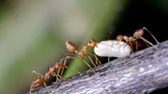 தையற்கார எறும்புகள்