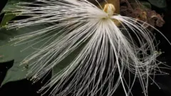 Árbol del género inga