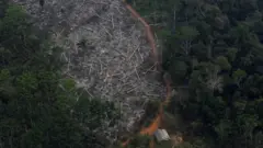 ጫካ ኣማዞን