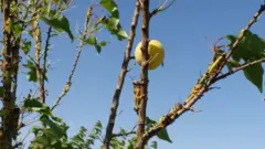 بلوچستان میں ٹڈی دل