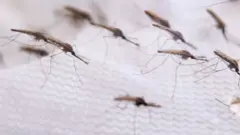 கொசுக்கள்