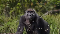 A photo of a gorilla closing its eyes as butterflies fly around it, in Central African Republic