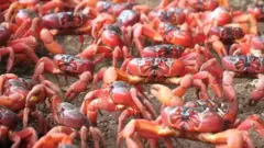লাল কাঁকড়া