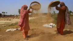 گندم