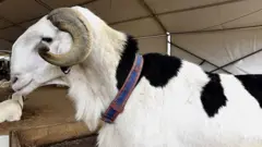A l’approche de la fête de tabaski les prix des moutons grimpent dans la capitale Burkinabè, selon les clients.