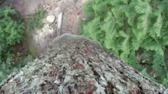 Stablo ariša