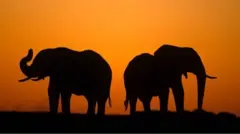 botswana, pemilu, gajah, berlian