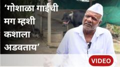 गोरक्षकांनी म्हशी नेल्या, आता परत करेनात; साताऱ्यातील शेतकऱ्यासोबत काय घडलं?