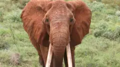 Arba umurii dheeraa jiraattee duute