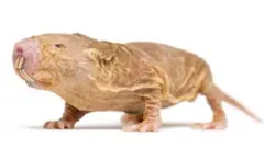 Panya