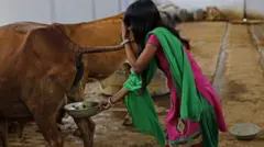 உத்தர பிரேதசத்தில் 'ஒரு லிட்டர் கோமியம் 10 ரூபாய்' - விவசாயிகள் பயனடைவது எப்படி? எதிர்ப்பு ஏன்?