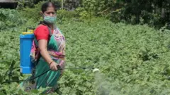 వ్యవసాయం