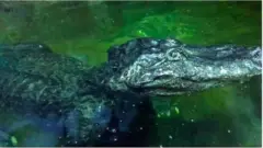 крокодил