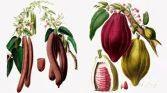 Desenhos botânicos da baunilha e do cacau